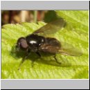 Cheilosia albitarsis - Weissfuss-Erzschwebfliege m05.jpg